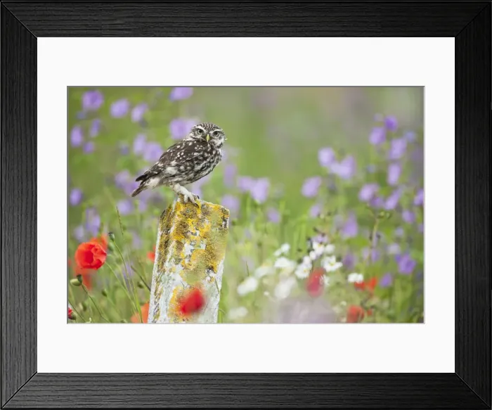 Framed Print : Picture No. 10886019 Framed Print : Picture No. 10886019