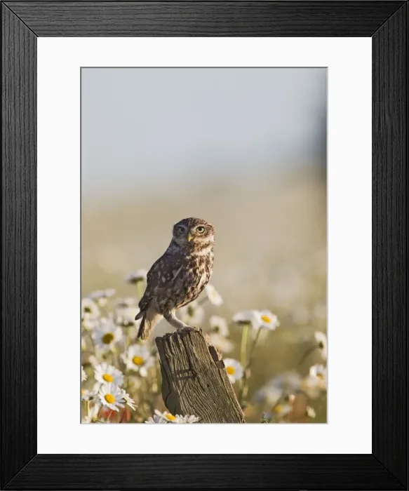Framed Print : Picture No. 10886014 Framed Print : Picture No. 10886014