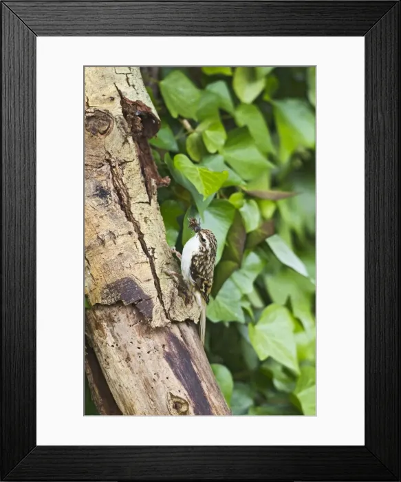 Framed Print : Picture No. 10886015 Framed Print : Picture No. 10886015