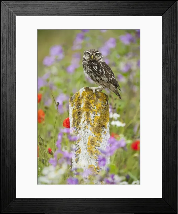 Framed Print : Picture No. 10886020 Framed Print : Picture No. 10886020