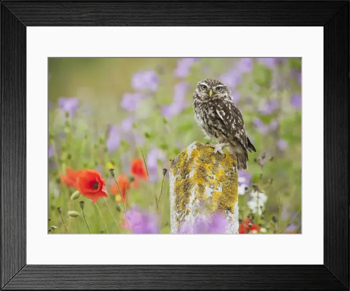 Framed Print : Picture No. 10886021 Framed Print : Picture No. 10886021
