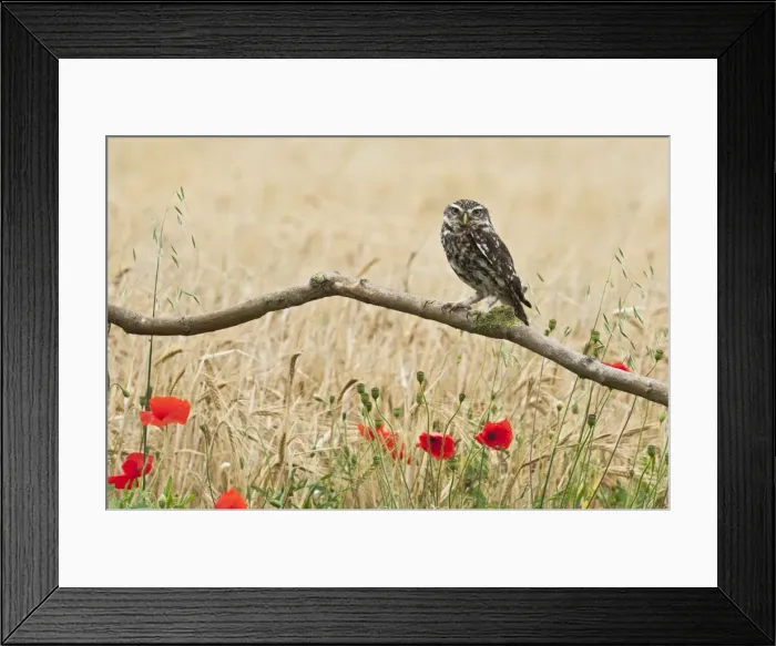 Framed Print : Picture No. 10886023 Framed Print : Picture No. 10886023