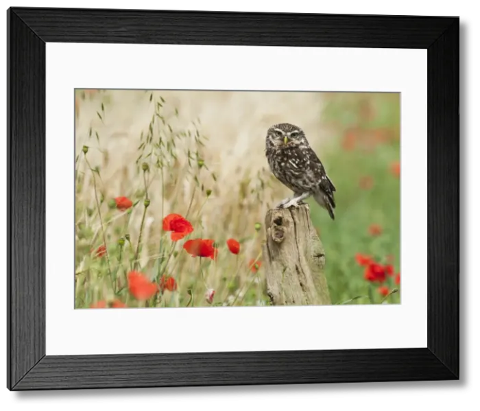 Framed Print : Picture No. 10886024 Framed Print : Picture No. 10886024