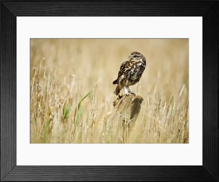 Framed Print : Picture No. 10886026 Framed Print : Picture No. 10886026