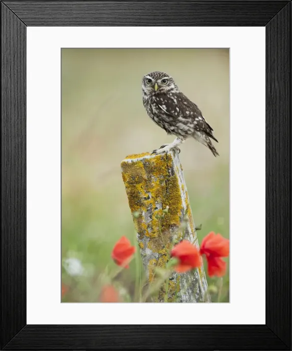 Framed Print : Picture No. 10886017 Framed Print : Picture No. 10886017