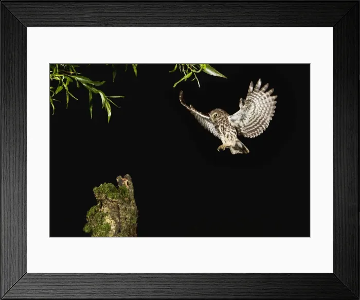 Framed Print : Picture No. 10886027 Framed Print : Picture No. 10886027
