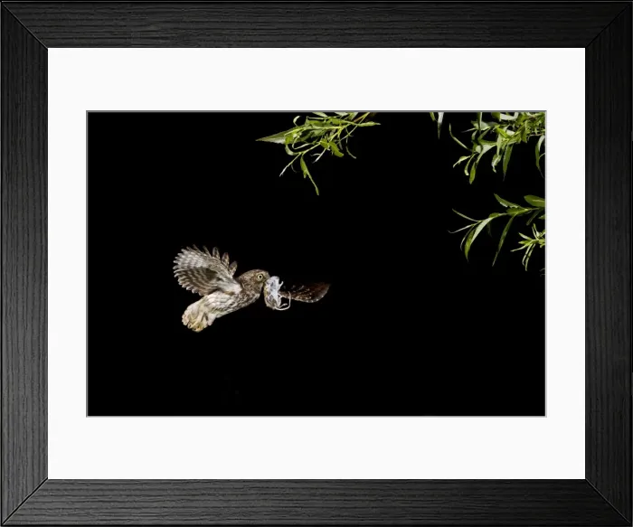 Framed Print : Picture No. 10886028 Framed Print : Picture No. 10886028