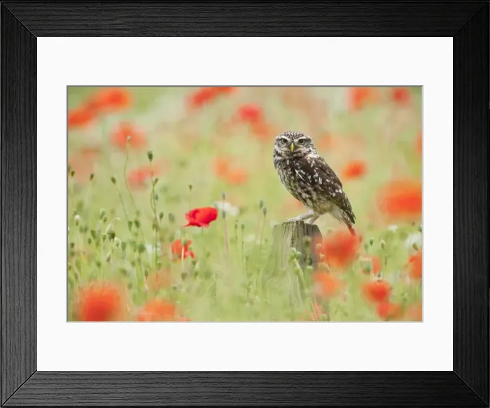 Framed Print : Picture No. 10886022 Framed Print : Picture No. 10886022