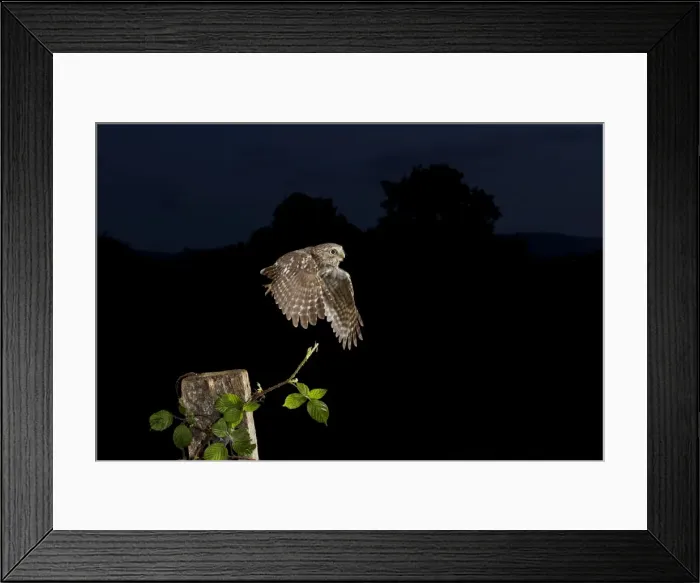 Framed Print : Picture No. 10886029 Framed Print : Picture No. 10886029