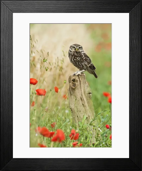 Framed Print : Picture No. 10886025 Framed Print : Picture No. 10886025