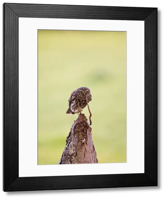 Framed Print : Picture No. 10886031 Framed Print : Picture No. 10886031