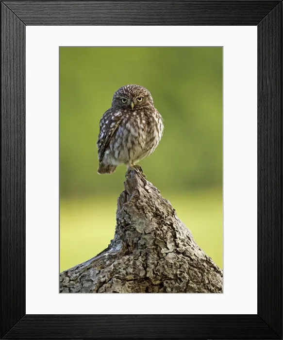 Framed Print : Picture No. 10886036 Framed Print : Picture No. 10886036