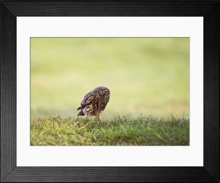 Framed Print : Picture No. 10886035 Framed Print : Picture No. 10886035