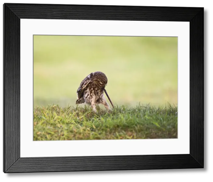 Framed Print : Picture No. 10886034 Framed Print : Picture No. 10886034