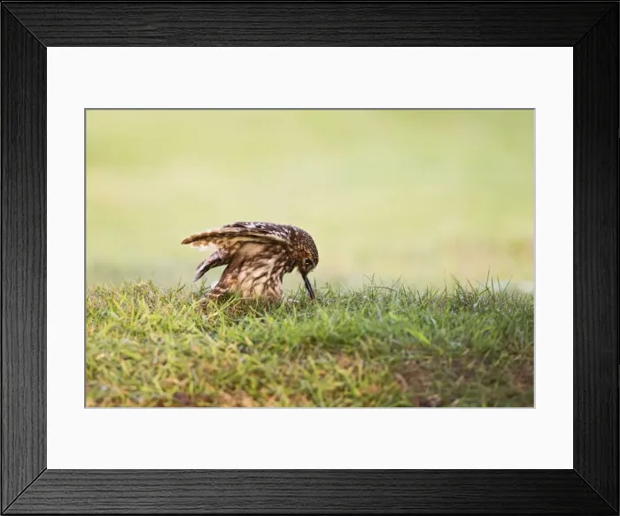 Framed Print : Picture No. 10886032 Framed Print : Picture No. 10886032