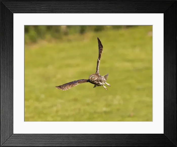 Framed Print : Picture No. 10886038 Framed Print : Picture No. 10886038