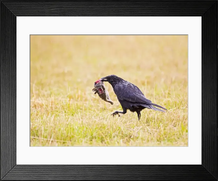 Framed Print : Picture No. 10886039 Framed Print : Picture No. 10886039