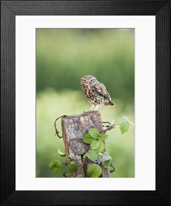 Framed Print : Picture No. 10886037 Framed Print : Picture No. 10886037