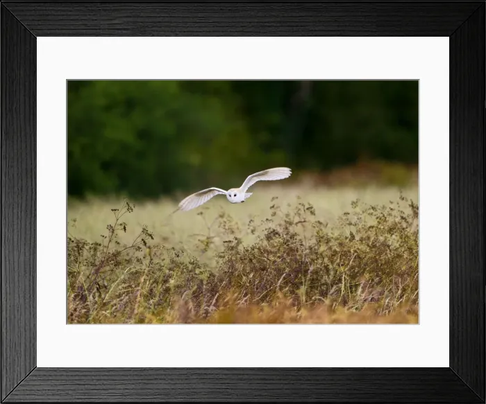 Framed Print : Picture No. 10886041 Framed Print : Picture No. 10886041