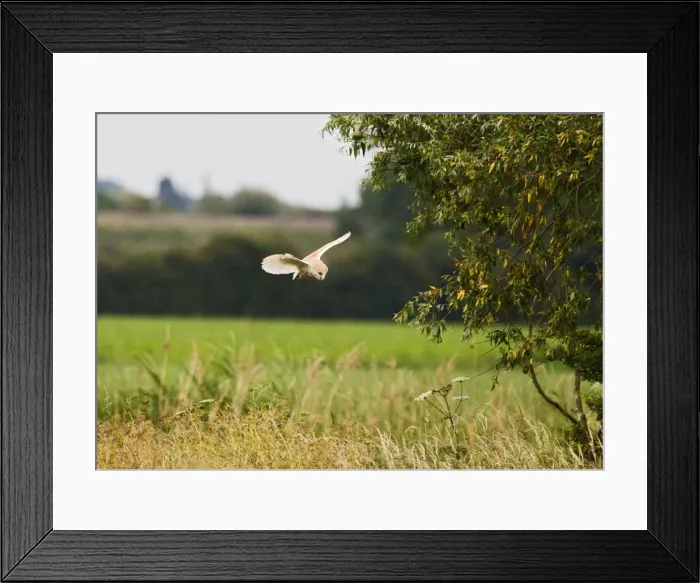 Framed Print : Picture No. 10886040 Framed Print : Picture No. 10886040