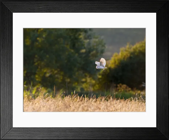 Framed Print : Picture No. 10886046 Framed Print : Picture No. 10886046