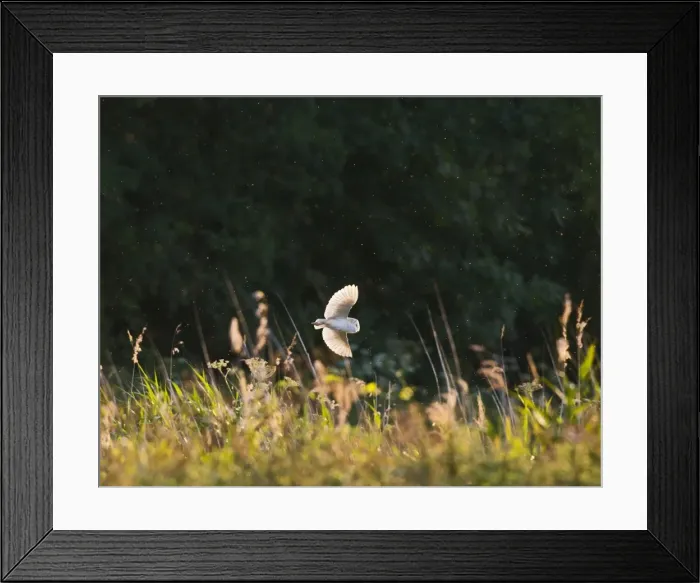 Framed Print : Picture No. 10886043 Framed Print : Picture No. 10886043