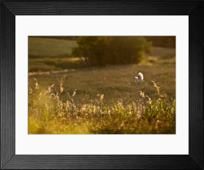 Framed Print : Picture No. 10886042 Framed Print : Picture No. 10886042