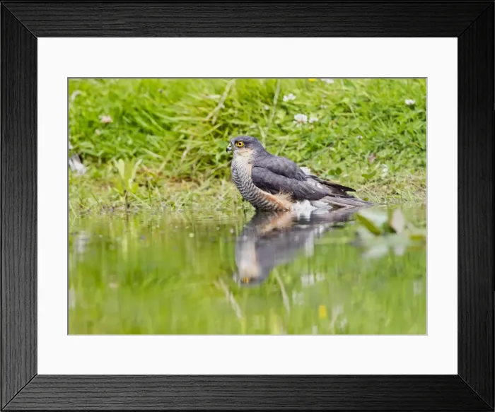 Framed Print : Picture No. 10886049 Framed Print : Picture No. 10886049