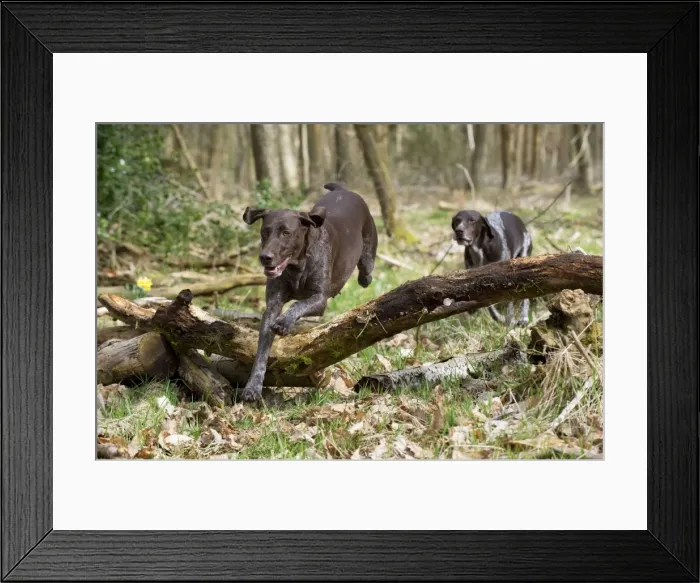 Framed Print : Picture No. 10900000 Framed Print : Picture No. 10900000