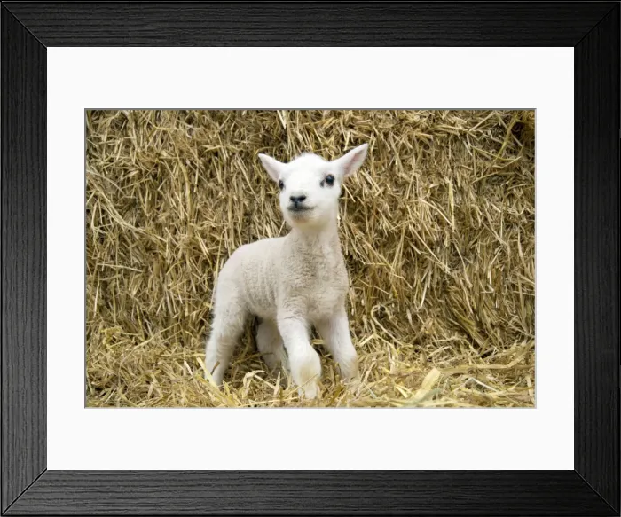 Framed Print : Picture No. 10900004 Framed Print : Picture No. 10900004