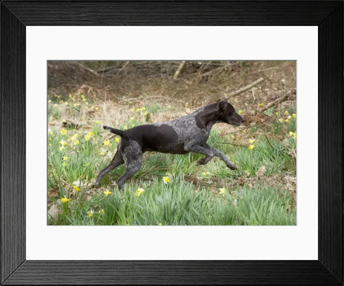 Framed Print : Picture No. 10899998