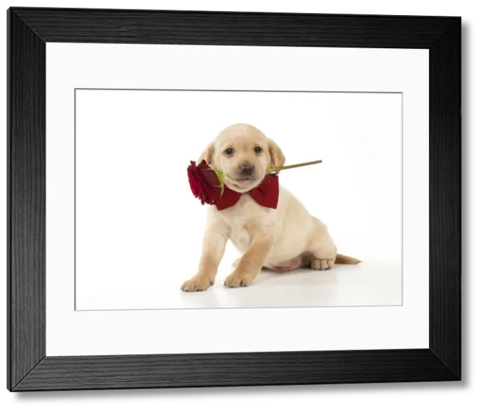 Framed Print : Picture No. 10900006 Framed Print : Picture No. 10900006