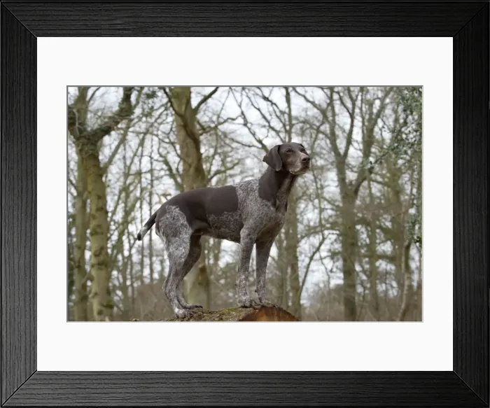 Framed Print : Picture No. 10900002