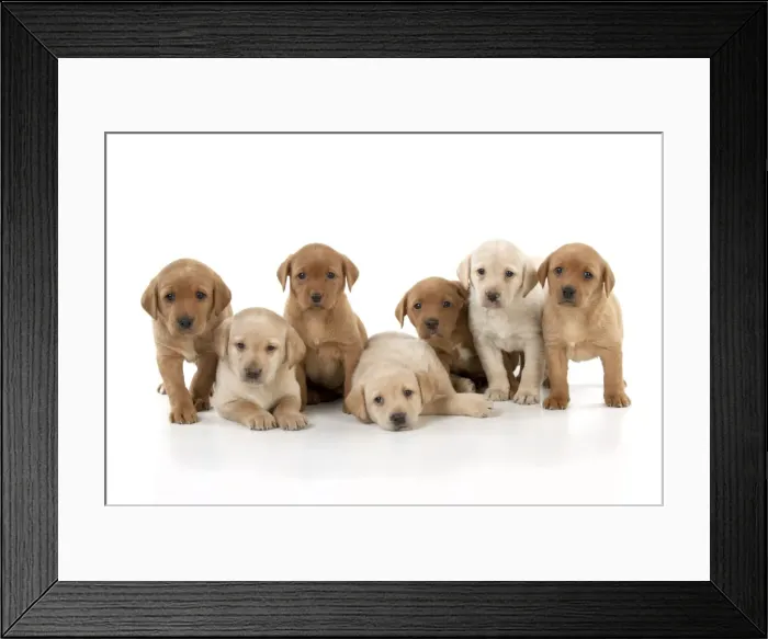 Framed Print : Picture No. 10900008 Framed Print : Picture No. 10900008
