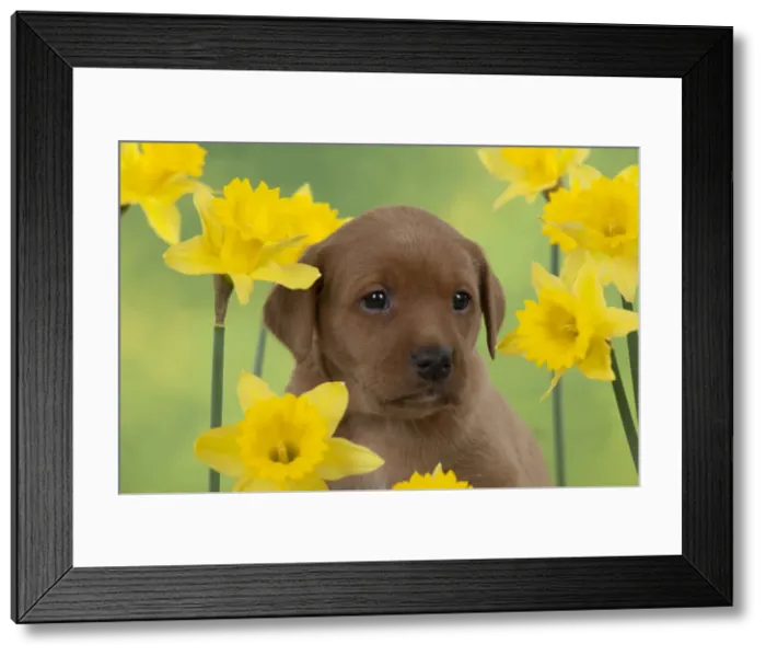 Framed Print : Picture No. 10900009 Framed Print : Picture No. 10900009