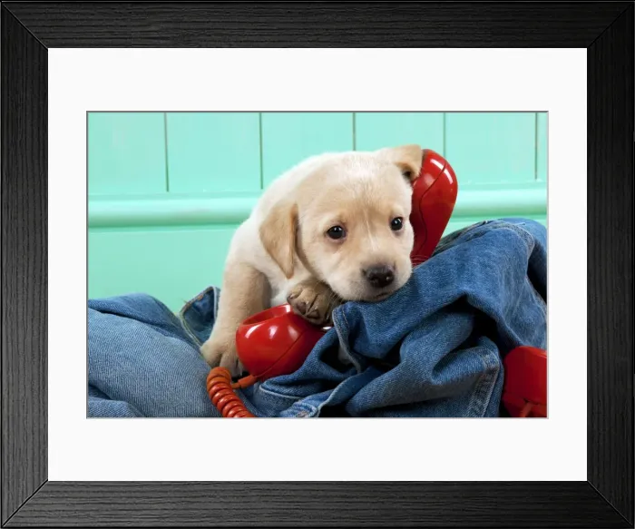 Framed Print : Picture No. 10900014 Framed Print : Picture No. 10900014