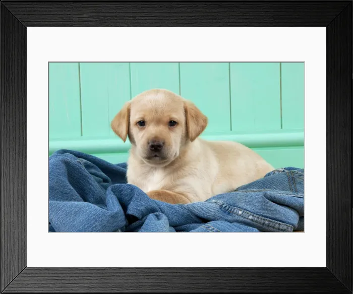 Framed Print : Picture No. 10900013 Framed Print : Picture No. 10900013