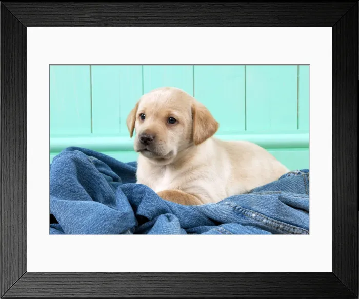 Framed Print : Picture No. 10900012 Framed Print : Picture No. 10900012