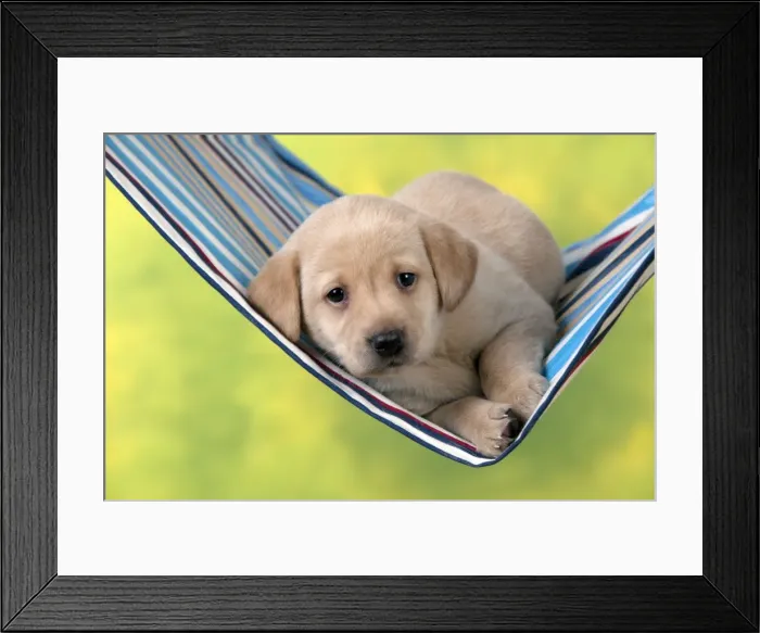 Framed Print : Picture No. 10900017