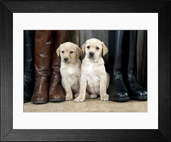 Framed Print : Picture No. 10900019 Framed Print : Picture No. 10900019