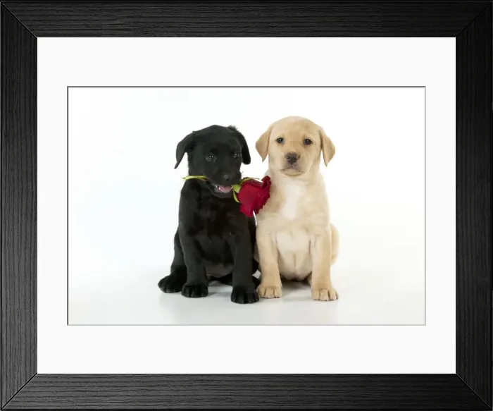Framed Print : Picture No. 10900020
