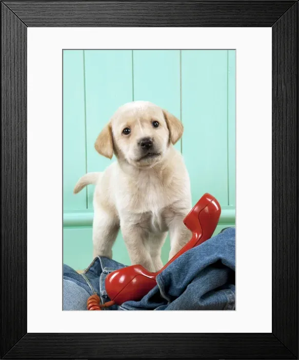 Framed Print : Picture No. 10900015