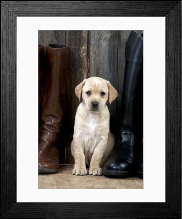 Framed Print : Picture No. 10900022 Framed Print : Picture No. 10900022