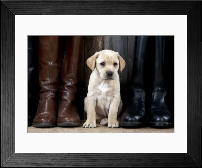Framed Print : Picture No. 10900021 Framed Print : Picture No. 10900021