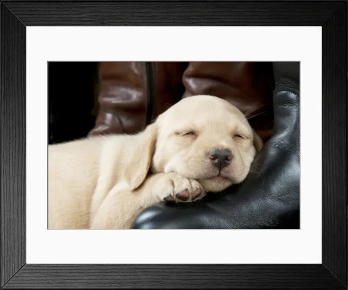 Framed Print : Picture No. 10900029 Framed Print : Picture No. 10900029