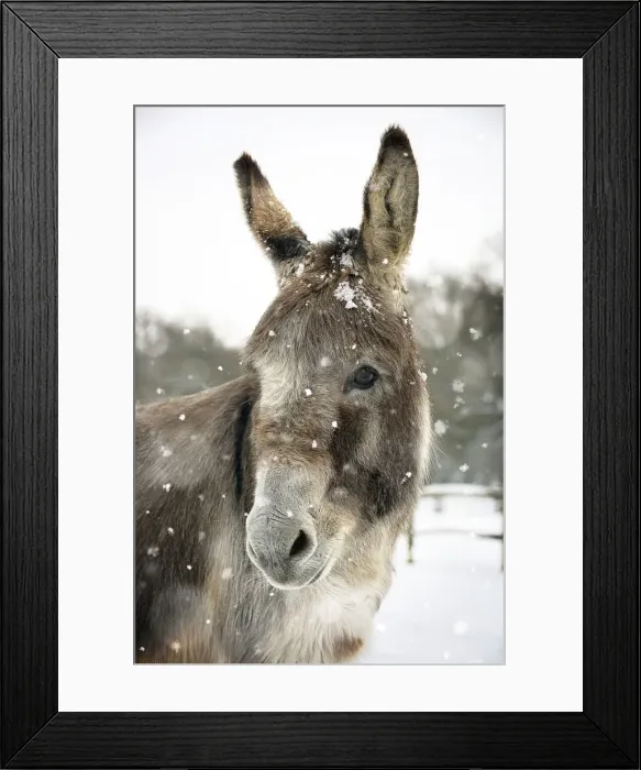 Framed Print : Picture No. 10900035 Framed Print : Picture No. 10900035