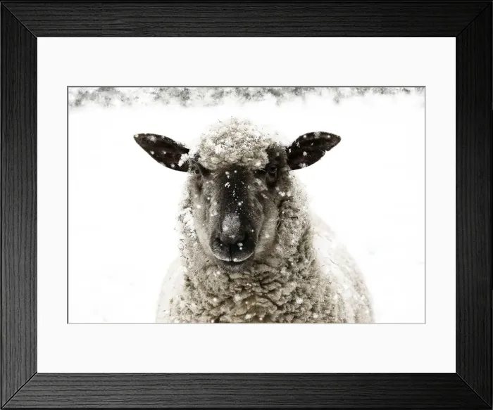 Framed Print : Picture No. 10900036 Framed Print : Picture No. 10900036