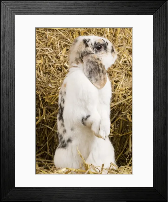 Framed Print : Picture No. 10900046 Framed Print : Picture No. 10900046
