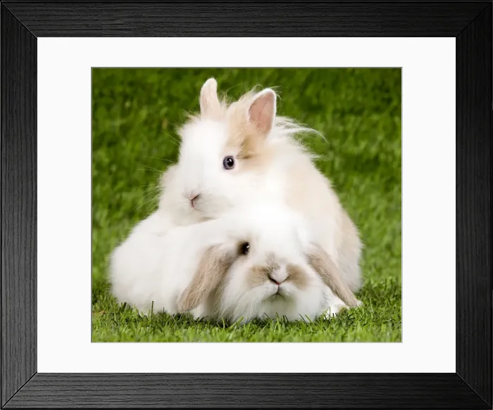 Framed Print : Picture No. 10900042 Framed Print : Picture No. 10900042