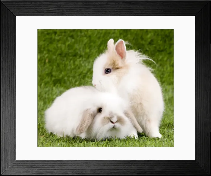 Framed Print : Picture No. 10900043 Framed Print : Picture No. 10900043